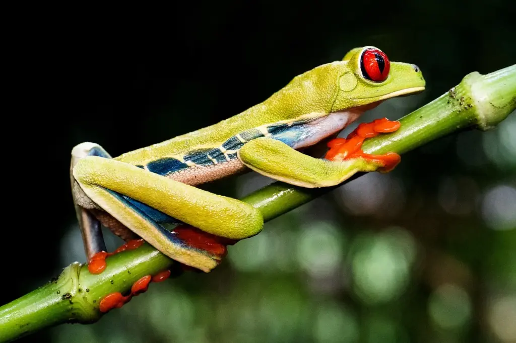 Ein leuchtend grüner Frosch mit auffallend roten Augen sitzt seitlich auf einem dünnen, grünen Ast. Seine Zehen sind intensiv orange gefärbt und umklammern den Ast fest. Auf der Flanke und den Hinterbeinen zeichnet sich ein blaues Muster ab, das in schmalen Streifen verläuft. Die Haut des Frosches wirkt leicht strukturiert, vor allem am Bauch ist ein feines, netzartiges Muster erkennbar. Der Hintergrund ist dunkel und unscharf, wodurch die kräftigen Farben des Frosches stark hervortreten. Der Frosch streckt sich lang über den Ast, sodass sein Körper beinahe parallel zum Ast verläuft. Seine große, rote Iris mit einer vertikalen Pupille bildet einen markanten Kontrast zum grünen Kopf.